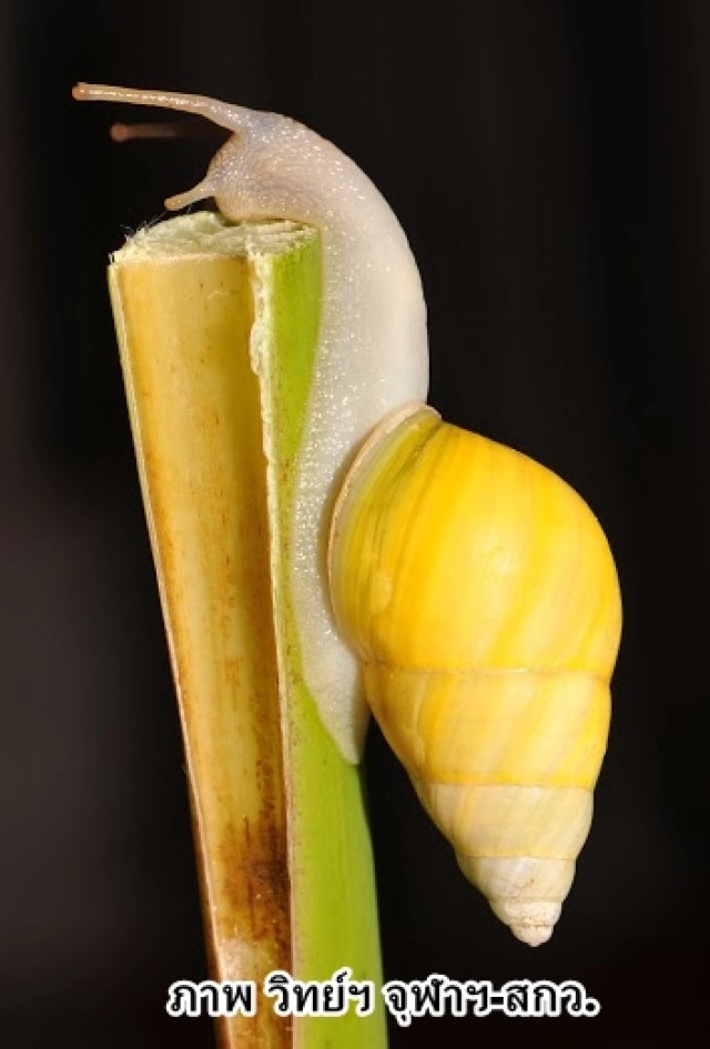 ไทยพบหอยชนิดใหม่ของโลก "พระเทพฯ" พระราชทานชื่อ"บุษราคัม"