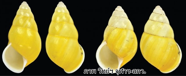 ไทยพบหอยชนิดใหม่ของโลก "พระเทพฯ" พระราชทานชื่อ"บุษราคัม"