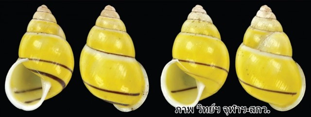 ไทยพบหอยชนิดใหม่ของโลก "พระเทพฯ" พระราชทานชื่อ"บุษราคัม"