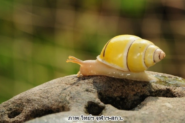 ไทยพบหอยชนิดใหม่ของโลก "พระเทพฯ" พระราชทานชื่อ"บุษราคัม"