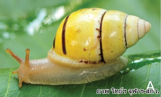 ไทยพบหอยชนิดใหม่ของโลก "พระเทพฯ" พระราชทานชื่อ"บุษราคัม"