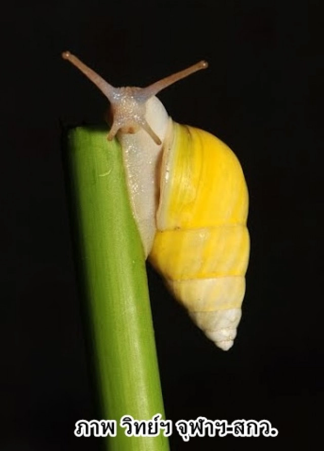 ไทยพบหอยชนิดใหม่ของโลก "พระเทพฯ" พระราชทานชื่อ"บุษราคัม"