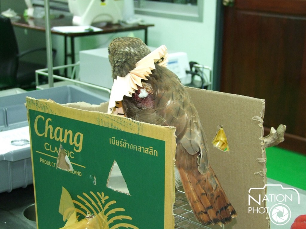ช่วย"เหยี่ยวปีกแดง" ถูกทำร้ายปีกหัก อาการสาหัส ช่วย"เหยี่ยวปีกแดง" ถูกทำร้ายปีกหัก อาการสาหัส