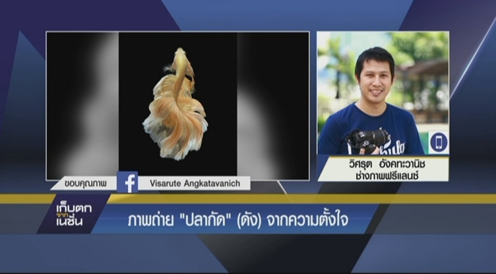 ภาพถ่าย "ปลากัด" (ดัง) จากความตั้งใจ ภาพถ่าย "ปลากัด" (ดัง) จากความตั้งใจ