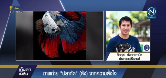 ภาพถ่าย "ปลากัด" (ดัง) จากความตั้งใจ