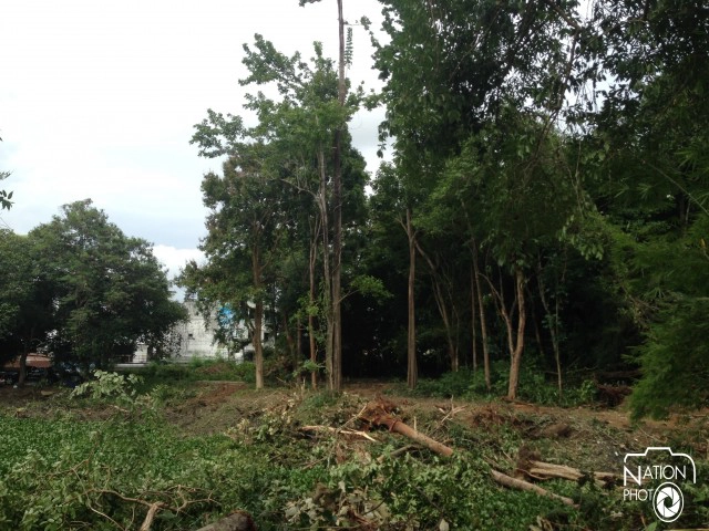 โวยตัดต้นไม้อายุกว่า 50 ปี รอบสระวัดแก้วกระบี่