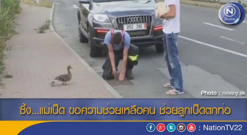 ซึ้ง...แม่เป็ด ขอความช่วยเหลือคน ช่วยลูกเป็ดตกท่อ ซึ้ง...แม่เป็ด ขอความช่วยเหลือคน ช่วยลูกเป็ดตกท่อ