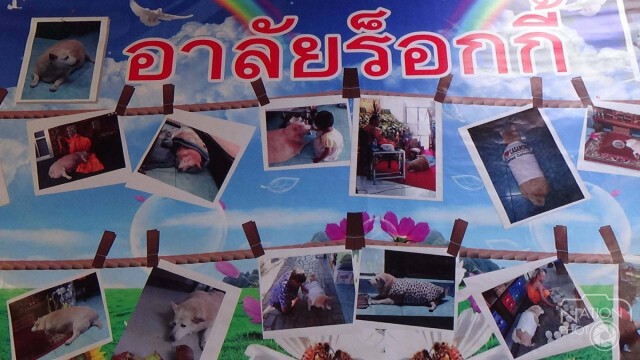 เผา"เจ้าร็อกกี้" ทำพิธีเหมือนศพคน