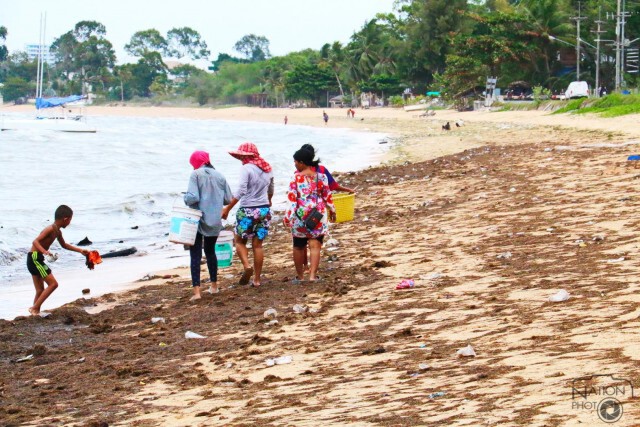 พายุ"หว่ามก๋อ"ซัดหญ้าทะเล ขยะ เกยหาดบางเสร่