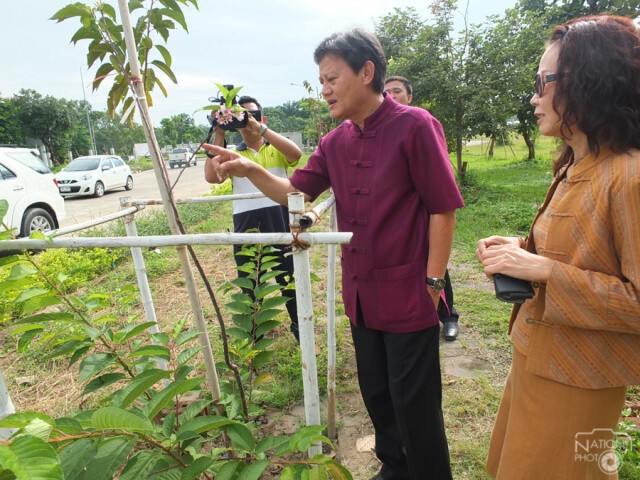 ดอกซากุระเฉลิมพระเกียรติฯเริ่มบาน