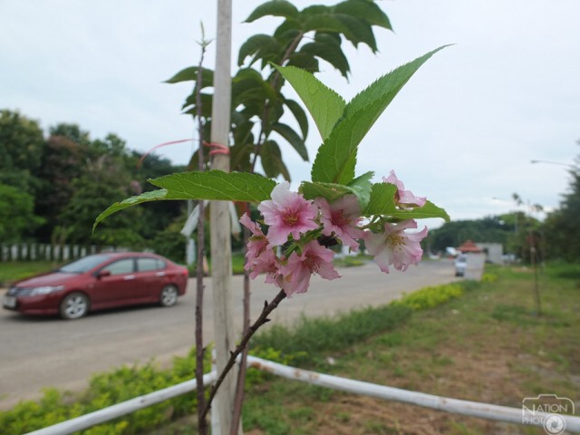 ดอกซากุระเฉลิมพระเกียรติฯเริ่มบาน