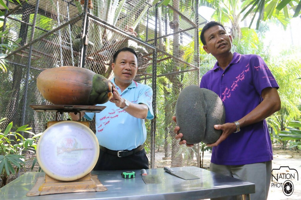 สวนนงนุชเปิดตัว "มะพร้าวก้นสาว" รอตกผลนาน 33 ปี
