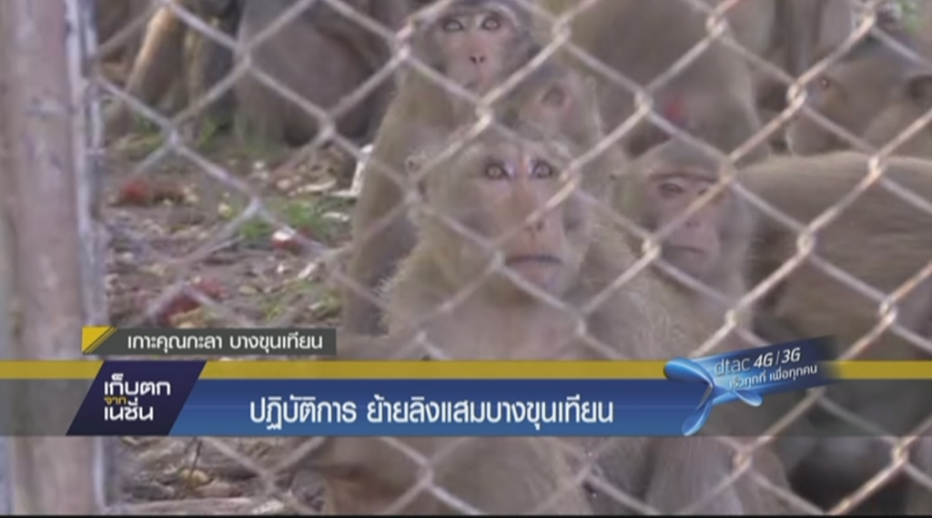 ปฏิบัติการย้ายลิงแสมบางขุนเทียน ปฏิบัติการย้ายลิงแสมบางขุนเทียน