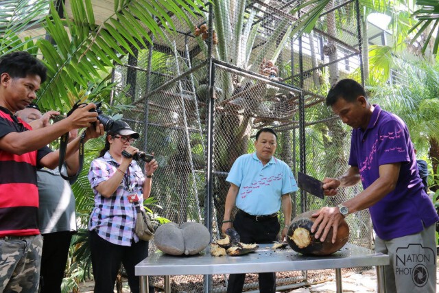 สวนนงนุชเปิดตัว "มะพร้าวก้นสาว" รอตกผลนาน 33 ปี