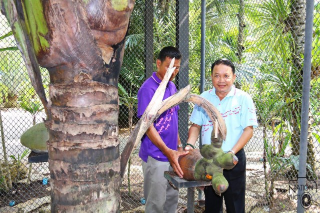 สวนนงนุชเปิดตัว "มะพร้าวก้นสาว" รอตกผลนาน 33 ปี