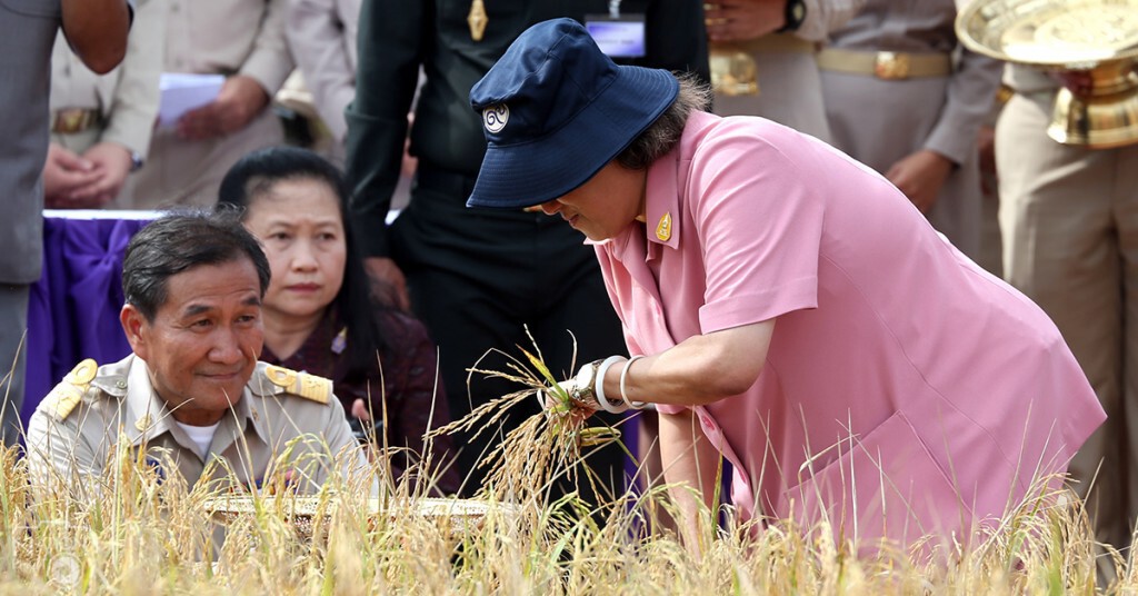 สมเด็จพระเทพฯ ทรงเกี่ยวข้าวในแปลงนาเกษตรกรบ้านท่าด่าน ปัตตานี สมเด็จพระเทพฯ ทรงเกี่ยวข้าวในแปลงนาเกษตรกรบ้านท่าด่าน ปัตตานี