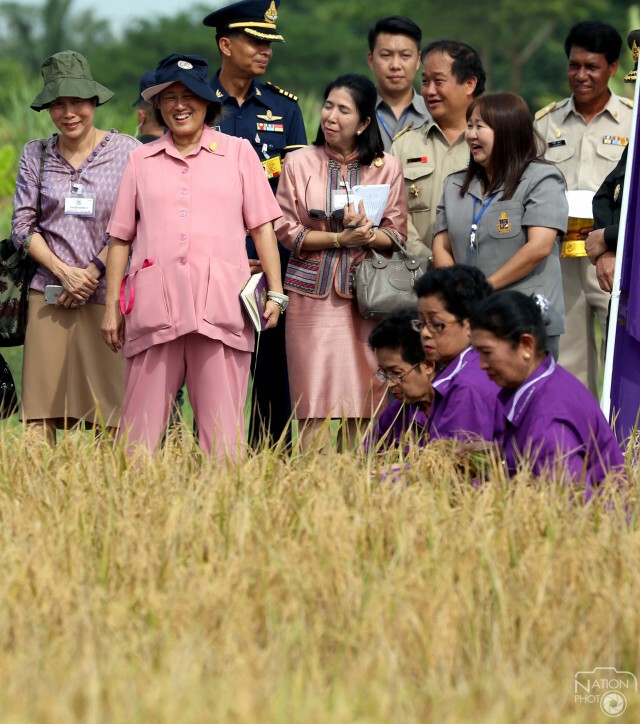 สมเด็จพระเทพฯ ทรงเกี่ยวข้าวในแปลงนาเกษตรกรบ้านท่าด่าน ปัตตานี