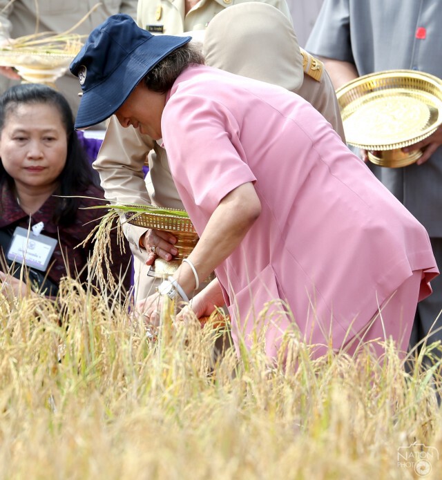 สมเด็จพระเทพฯ ทรงเกี่ยวข้าวในแปลงนาเกษตรกรบ้านท่าด่าน ปัตตานี