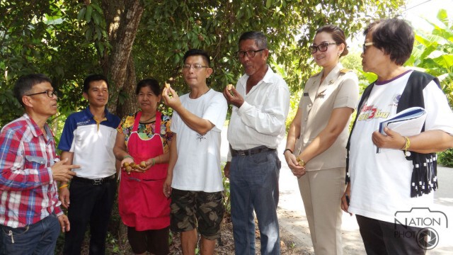 พบต้นละมุดอายุกว่า 100 ปีใน 4 หมู่บ้านกว่า 3,000 ต้น