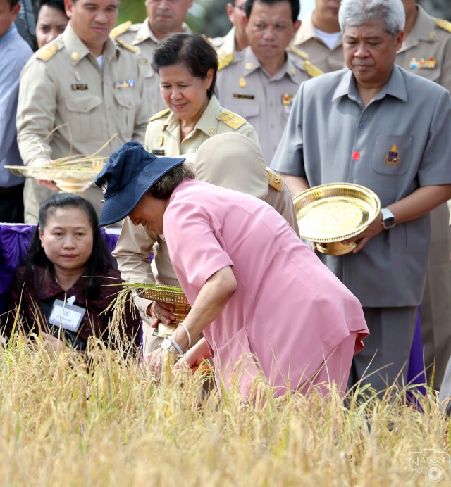 สมเด็จพระเทพฯ ทรงเกี่ยวข้าวในแปลงนาเกษตรกรบ้านท่าด่าน ปัตตานี
