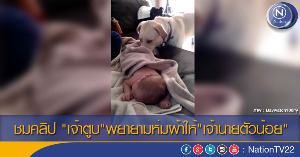 ชมคลิป "เจ้าตูบ"พยายามห่มผ้าให้"เจ้านายตัวน้อย" ชมคลิป "เจ้าตูบ"พยายามห่มผ้าให้"เจ้านายตัวน้อย"