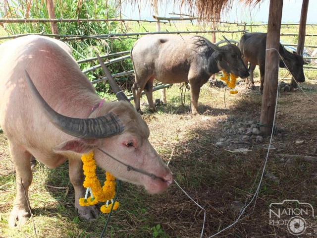 เปิดศูนย์ควายเวียงหนองหล่ม