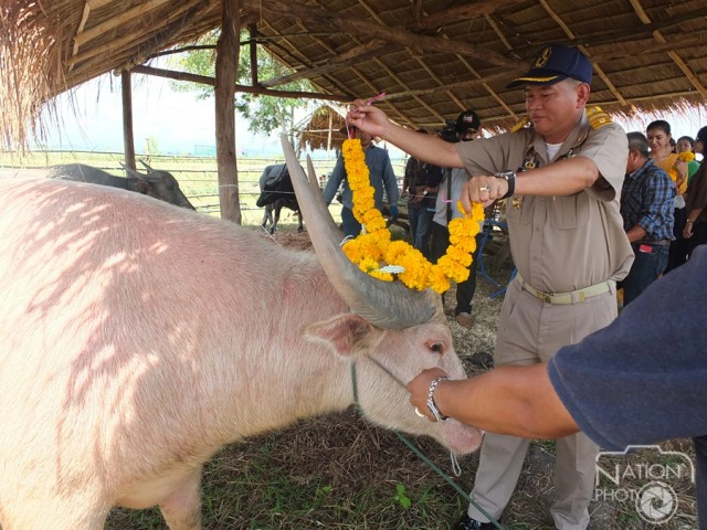 เปิดศูนย์ควายเวียงหนองหล่ม