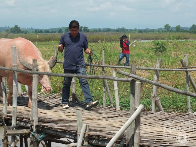เปิดศูนย์ควายเวียงหนองหล่ม