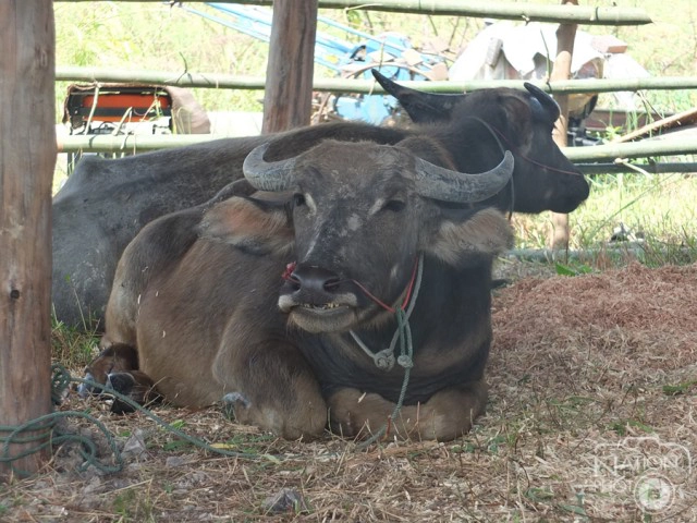 เปิดศูนย์ควายเวียงหนองหล่ม