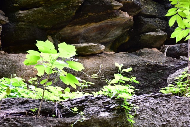 พุหางนาค ท่องเที่ยวเชิงอนุรักษ์  ปริศนาเมืองลับแล  อำเภออู่ทอง จังหวัดสุพรรณบุรี