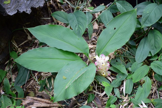 พุหางนาค ท่องเที่ยวเชิงอนุรักษ์  ปริศนาเมืองลับแล  อำเภออู่ทอง จังหวัดสุพรรณบุรี