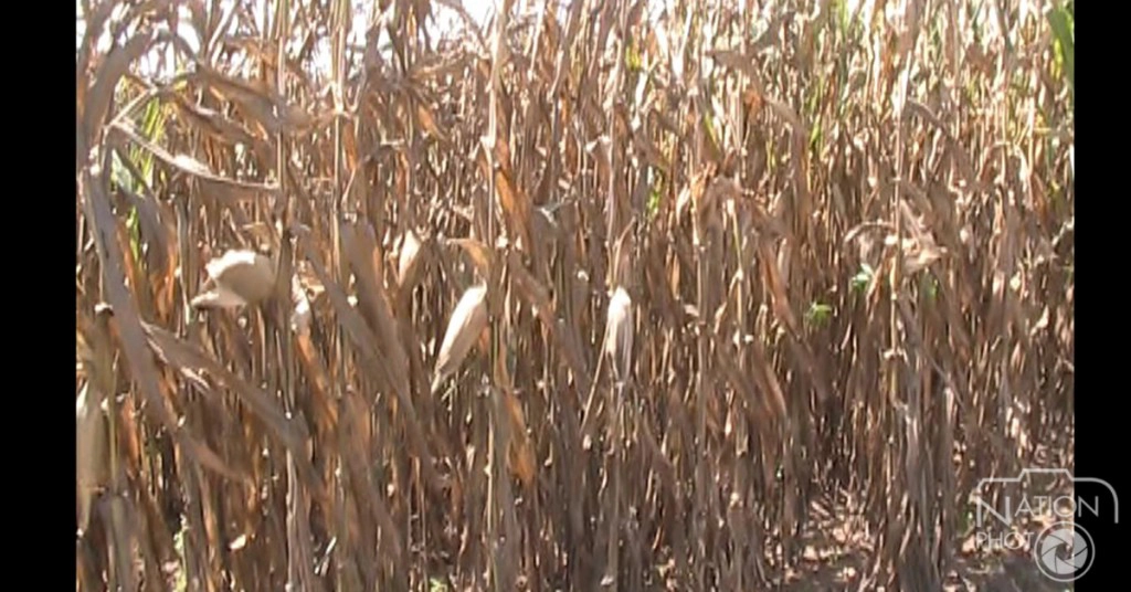 แล้งหนัก ไร่ข้าวโพดยืนต้นตาย เสียหายจากฝนทิ้งช่วง