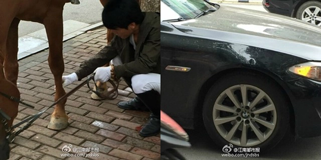 "หนุ่มบีเอ็ม" ใจร้อน! บีบแตรไล่ม้า สุดท้ายโดนดีดใส่จนรถบุบ