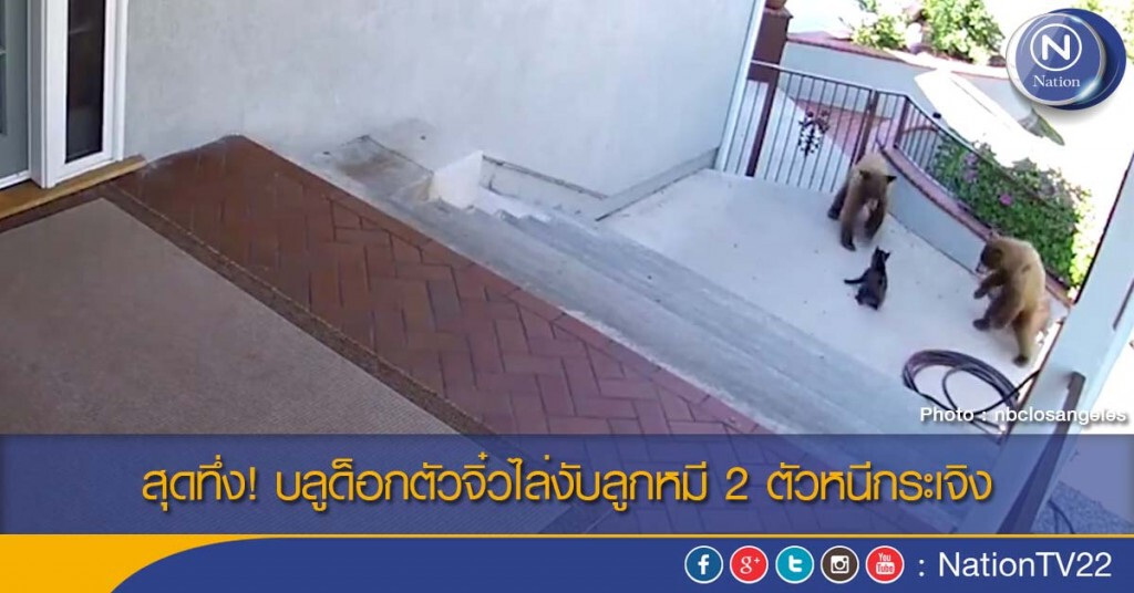 สุดทึ่ง! บลูด็อกตัวจิ๋วไล่งับลูกหมี 2 ตัวหนีกระเจิง สุดทึ่ง! บลูด็อกตัวจิ๋วไล่งับลูกหมี 2 ตัวหนีกระเจิง