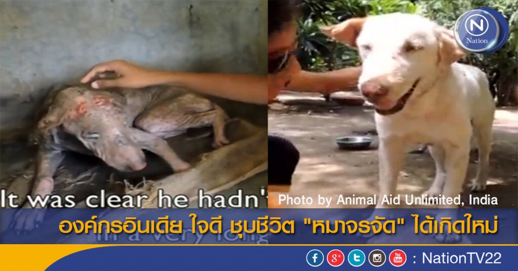 องค์กรอินเดีย ใจดี ชุบชีวิต "หมาจรจัด" ได้เกิดใหม่ องค์กรอินเดีย ใจดี ชุบชีวิต "หมาจรจัด" ได้เกิดใหม่