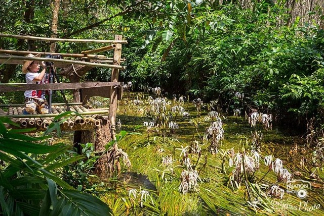 "ดอกพลับพลึงธาร" พันธุ์ไม้อนุรักษ์ เริ่มออกดอกที่ "พังงา"