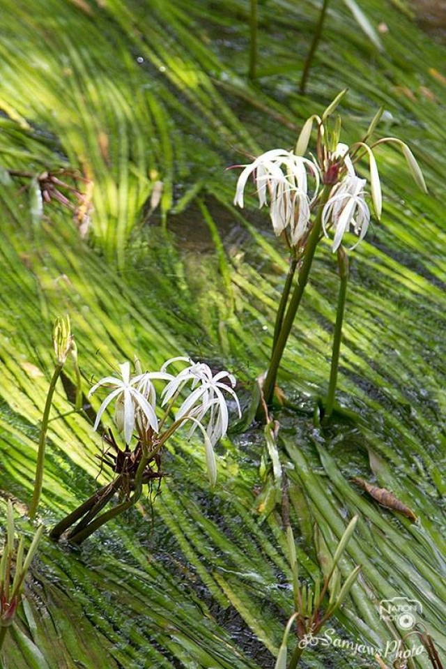 "ดอกพลับพลึงธาร" พันธุ์ไม้อนุรักษ์ เริ่มออกดอกที่ "พังงา"