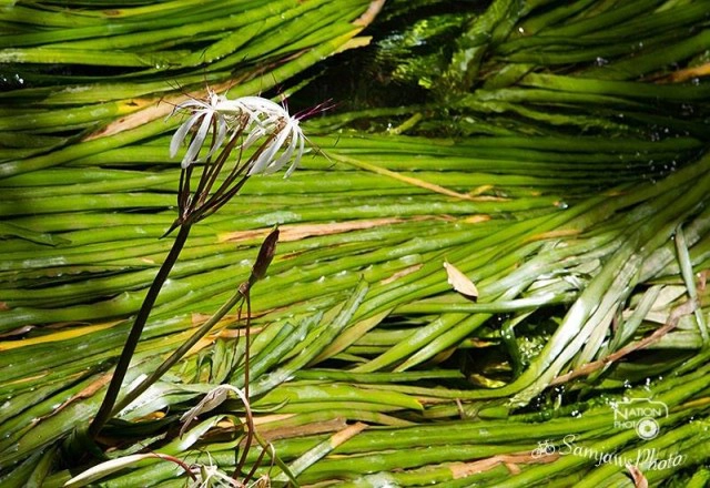 "ดอกพลับพลึงธาร" พันธุ์ไม้อนุรักษ์ เริ่มออกดอกที่ "พังงา"