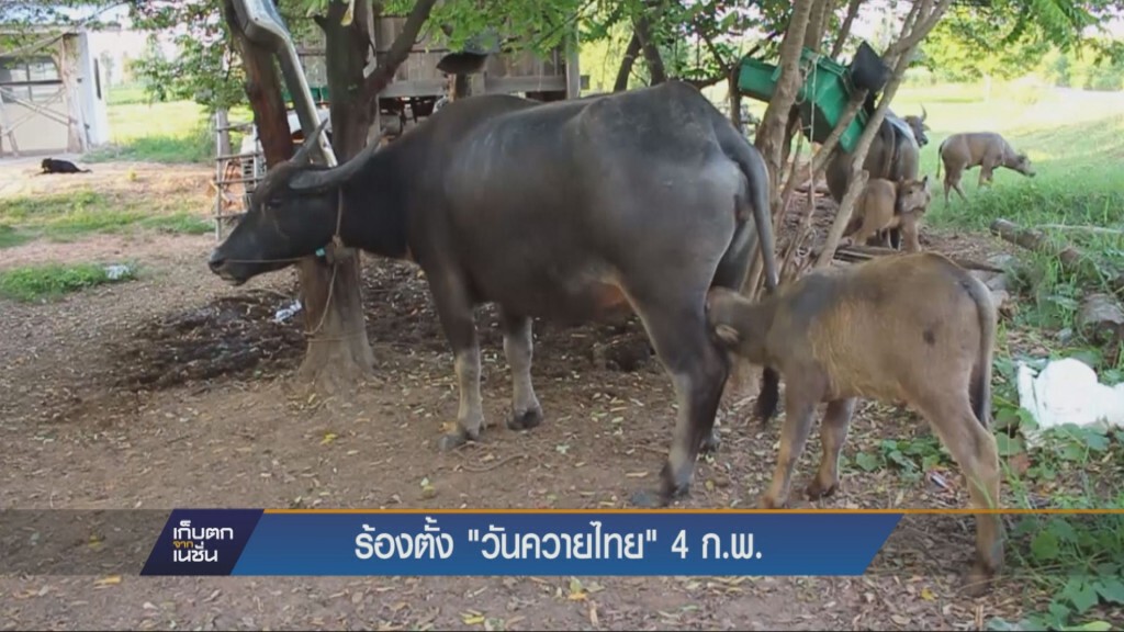 ร้องตั้ง "วันควายไทย" 4 ก.พ.