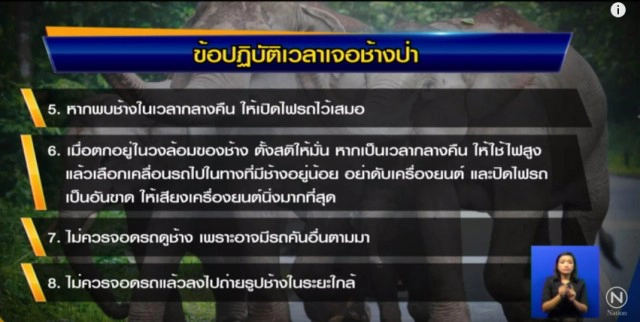 "มูลนิธิเขาใหญ่" แนะใช้กฎหมายคุมนักท่องเที่ยวกวนสัตว์ป่า