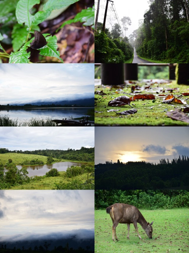 Chic-in : บุหงาส่าหรี ปลายฝนต้นหนาว ณ วังน้ำเขียว