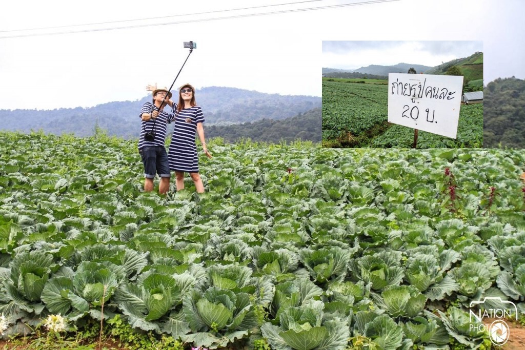 ชาวภูทับเบิกปรับแผน เปิดให้เข้าถ่ายภาพในสวนกะหล่ำคนละ 20 บาทเสริมรายได้