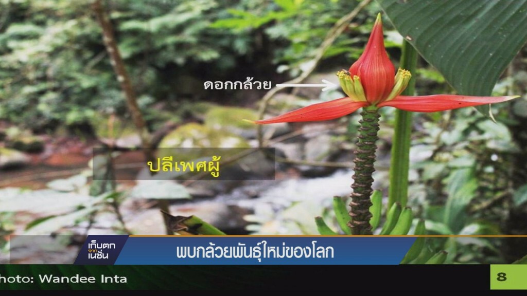 23-10-58 พบกล้วยไม้พันธุ์ใหม่ของโลก