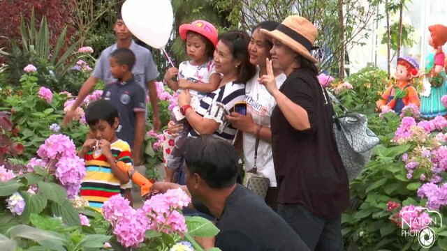 คึกคัก! นักเที่ยวแห่ชมดอกไม้เปลี่ยนสี "ไฮเดรนเยีย" ที่บุรีรัมย์
