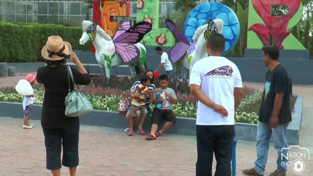 คึกคัก! นักเที่ยวแห่ชมดอกไม้เปลี่ยนสี "ไฮเดรนเยีย" ที่บุรีรัมย์