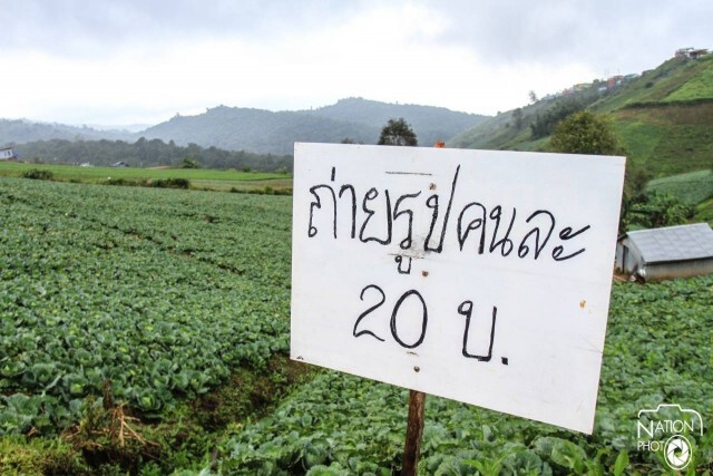 ชาวภูทับเบิกปรับแผน เปิดให้เข้าถ่ายภาพในสวนกะหล่ำคนละ 20 บาทเสริมรายได้