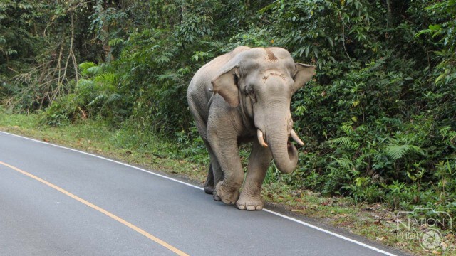 ช้างเขาใหญ่ โผล่ขวางถนน