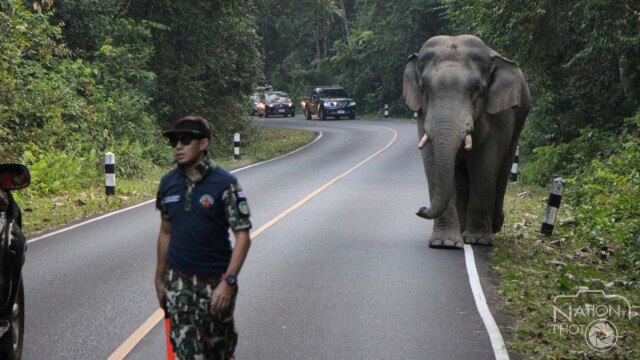 ช้างเขาใหญ่ โผล่ขวางถนน