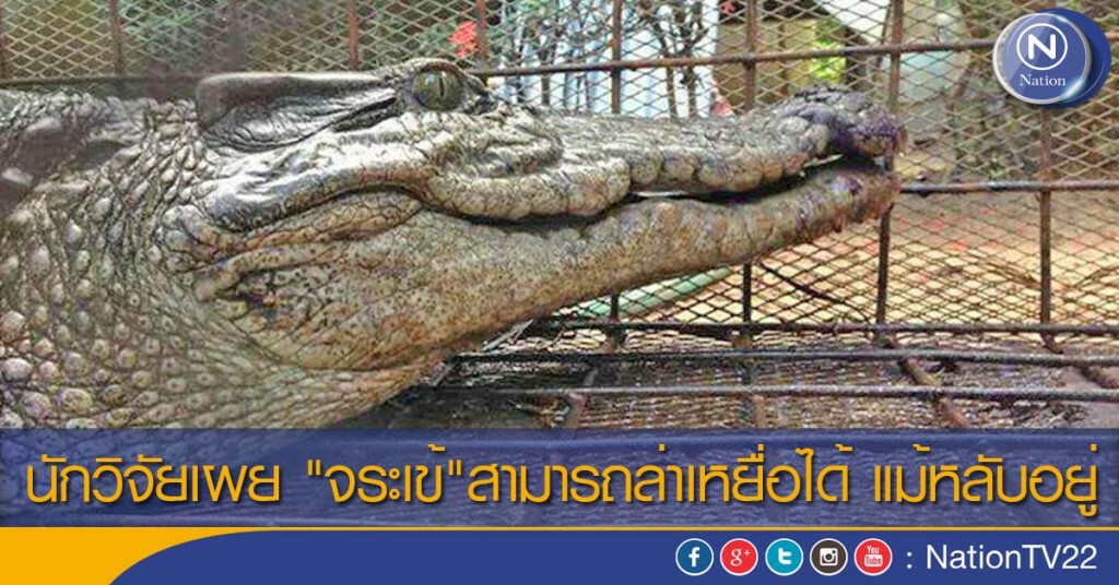 นักวิจัยเผย "จระเข้"สามารถล่าเหยื่อได้ แม้หลับอยู่ นักวิจัยเผย "จระเข้"สามารถล่าเหยื่อได้ แม้หลับอยู่