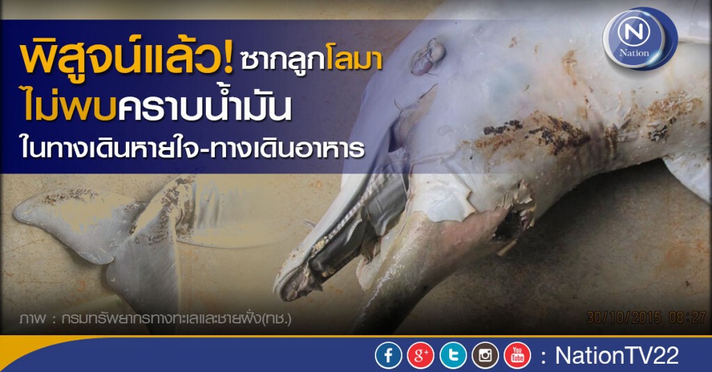 ผลชันสูตรซากลูกโลมา ไม่พบคราบน้ำมันในทางเดินหายใจ-ทางเดินอาหาร ผลชันสูตรซากลูกโลมา ไม่พบคราบน้ำมันในทางเดินหายใจ-ทางเดินอาหาร